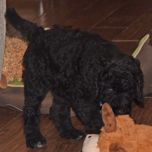 Poodle Puppy Abbie