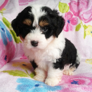 Bernedoodle Puppy Addy