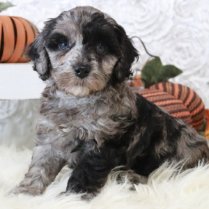 Cavapoo Puppy Colleen