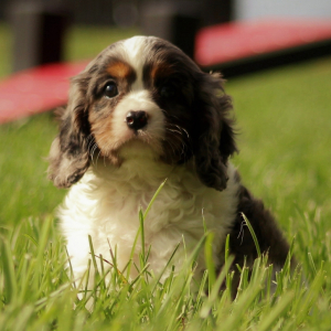 Cavalier King Charles Spaniel Puppy Johnny