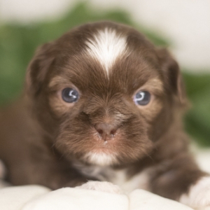 Shih Tzu Puppy Stanlie