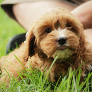 Cavapoo Puppy Mae