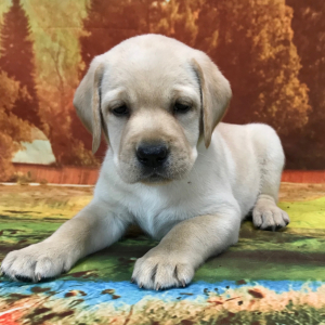 Labrador Retriever Puppy Really