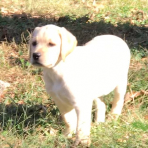 Labrador Retriever Puppy Really