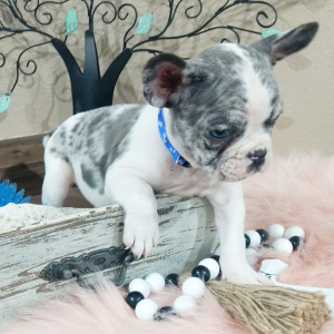 French Bulldog Puppy Mayor