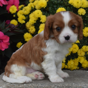 Cavalier King Charles Spaniel Puppy Jordan