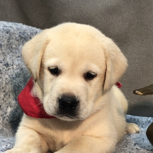 Labrador Retriever Puppy Landie