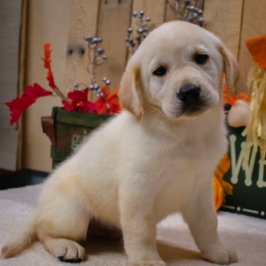 Labrador Retriever Puppy Spence