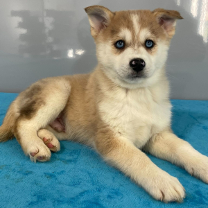 Pomsky Puppy Troy