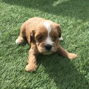 Cavapoo Puppy Elim