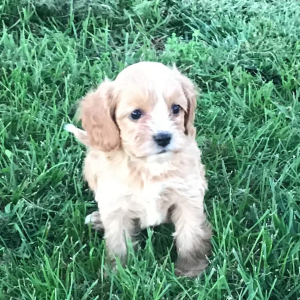 Cavapoo Puppy Elim