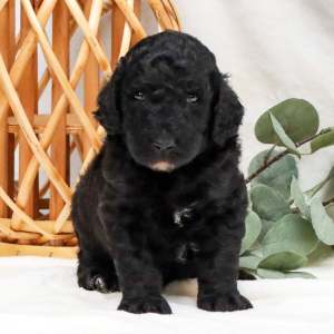 Poodle Puppy Reese