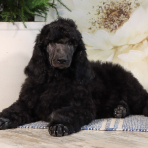 Poodle Puppy Reese