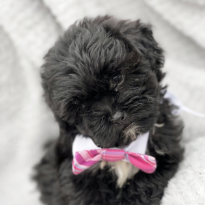 Shihpoo Puppy Garrison