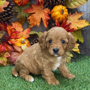 Cavapoo Puppy Buttons