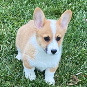 Pembroke Welsh Corgi Puppy Dakota