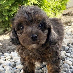 Cavapoo Puppy Ryder