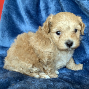 Maltipoo Puppy Georgie