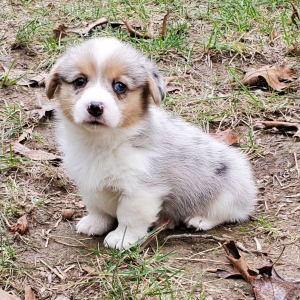 Pembroke Welsh Corgi Puppy Rio