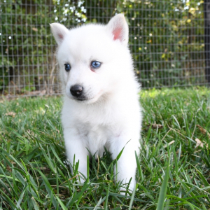 Pomsky Puppy Matie