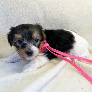 Yorkshire Terrier Puppy Kelly