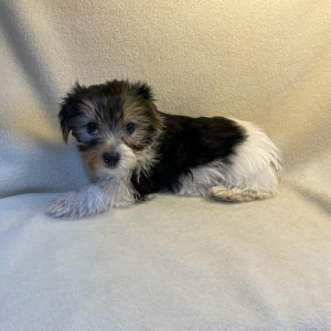 Yorkshire Terrier Puppy Kelly