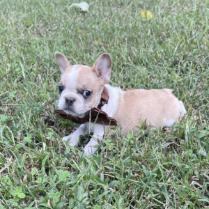 French Bulldog Puppy Trevor