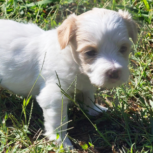 Maltipoo Puppy Cruz