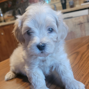 Maltipoo Puppy Cruz