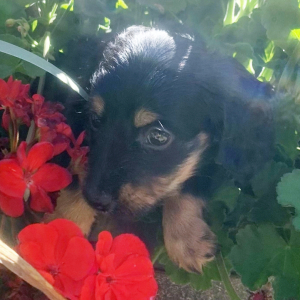 Dachshund Puppy Wrangler