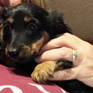 Dachshund Puppy Wrangler