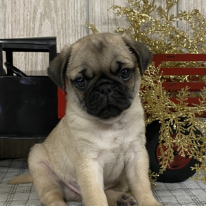 Pug Puppy Oscar