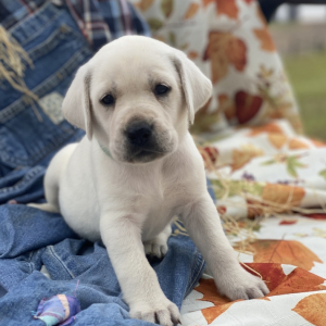Labrador Retriever Puppy Bliss