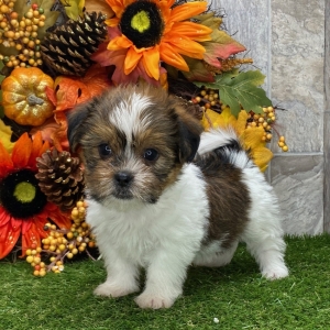 Shihpoo Puppy Seth