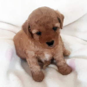 Poodle Puppy Bear
