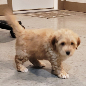 Goldendoodle Puppy Mr Max