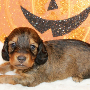 Dachshund Puppy Graysen