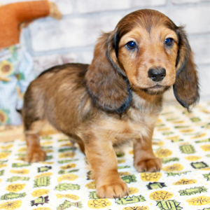 Dachshund Puppy Graysen
