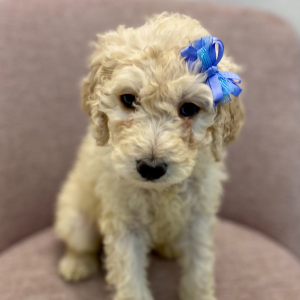 Labradoodle Puppy Kora