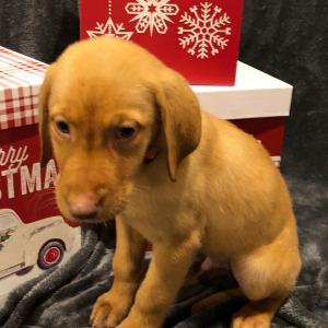 Labrador Retriever Puppy Cody