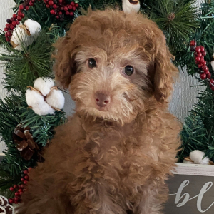 Poodle Puppy Gretchen