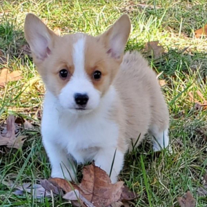 Pembroke Welsh Corgi Puppy Bingo