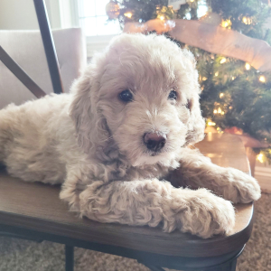Goldendoodle Puppy Bree