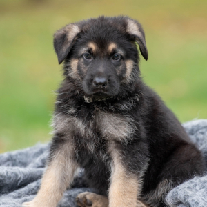 German Shepherd Dog Puppy Oliver