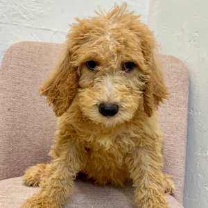 Labradoodle Puppy Brystol