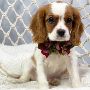Cavalier King Charles Spaniel Puppy Orlanda