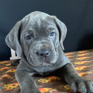 Cane Corso Puppy Maci