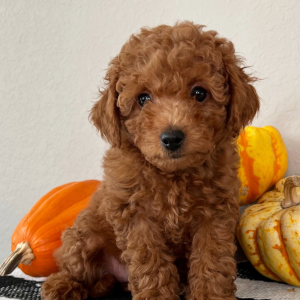 Poodle Puppy Amara