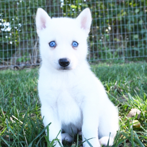 Pomsky Puppy Fritz