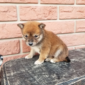Shiba Inu Puppy Olive